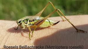 Attēlu rezultāti vaicājumam “Metrioptera roeselii”