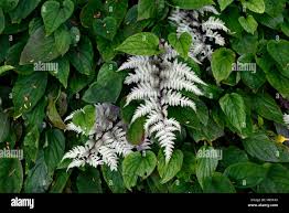 Attēlu rezultāti vaicājumam “Omphalodes verna leaf”