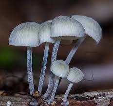 Attēlu rezultāti vaicājumam “Didymium nigripes stalked”