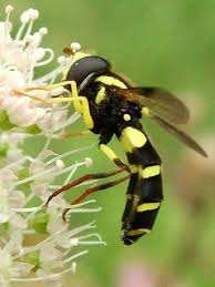 Attēlu rezultāti vaicājumam “Xanthogramma sp.”