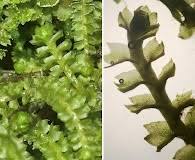 Attēlu rezultāti vaicājumam “Barbilophozia barbata”