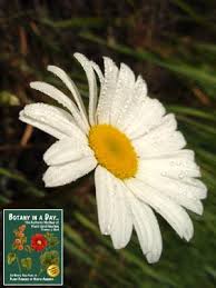 Image result for Chrysanthemum leucanthemum