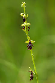 Attēlu rezultāti vaicājumam “Ophrys insectifera”