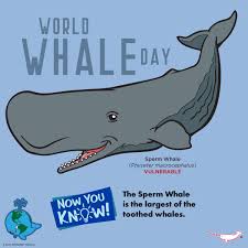 Image result for Physeter macrocephalus