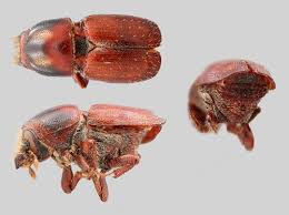 Attēlu rezultāti vaicājumam “Scolytus scolytus, Scolytus multistriatus”