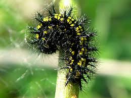 Attēlu rezultāti vaicājumam “Euphydryas maturna upperside”