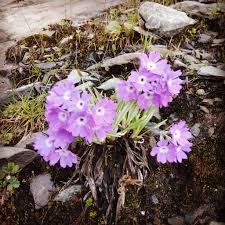 Attēlu rezultāti vaicājumam “Primulaceae”