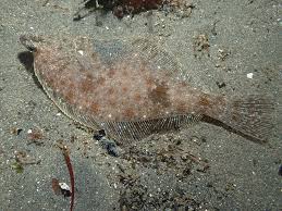 Image result for Parophrys vetulus