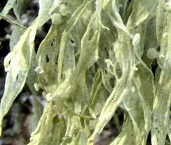 Attēlu rezultāti vaicājumam “Ramalina calicaris”