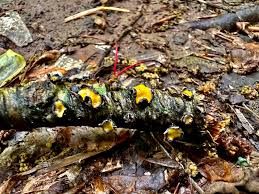 Attēlu rezultāti vaicājumam “Neocudoniella albiceps”