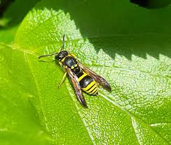 Attēlu rezultāti vaicājumam “Eumenes sp.”