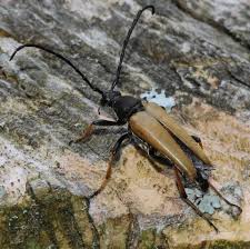 Attēlu rezultāti vaicājumam “Leptura rubra male”