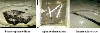 Attēlu rezultāti vaicājumam “Physarum viride stalked”