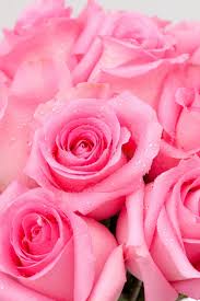 Image result for FOTO ROSA