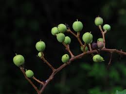 Attēlu rezultāti vaicājumam “Celastrus flagellaris”