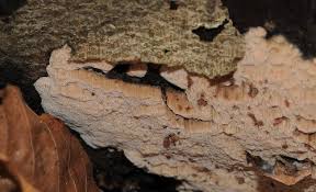 Attēlu rezultāti vaicājumam “Ceriporiopsis resinascens”