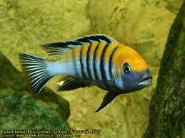 Risultati immagini per cynotilapia pulpican