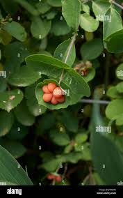 Attēlu rezultāti vaicājumam “Lonicera caprifolium fruit”
