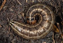 Attēlu rezultāti vaicājumam “Tholera decimalis”