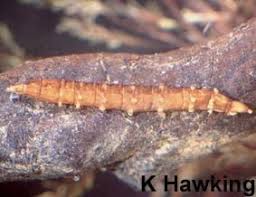 Attēlu rezultāti vaicājumam “Tabanidae”