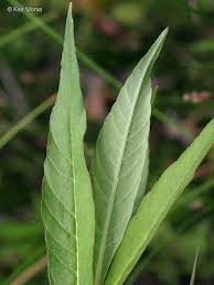 Attēlu rezultāti vaicājumam “Lysimachia thyrsiflora”