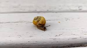 Attēlu rezultāti vaicājumam “Cepaea hortensis”