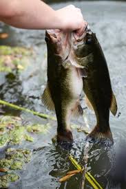 Image result for Lamb Angling Club