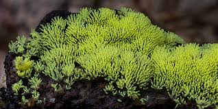 Attēlu rezultāti vaicājumam “Ceratiomyxa fruticulosa”