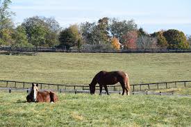 Image result for Braveheart Fencing
