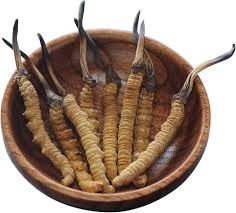 Attēlu rezultāti vaicājumam “Cordyceps stylophora”