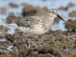Image result for Calidris tenuirostris