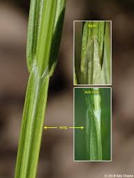 Attēlu rezultāti vaicājumam “Carex loliacea leaf”