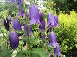 Image result for Campanula strigosa