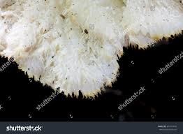 Attēlu rezultāti vaicājumam “Hericium cirrhatum”