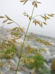 Attēlu rezultāti vaicājumam “Polymerus palustris”