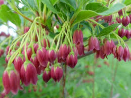 Attēlu rezultāti vaicājumam “Enkianthus chinensis”
