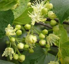Attēlu rezultāti vaicājumam “Tilia cordata”