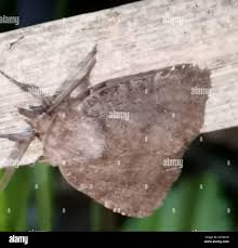 Attēlu rezultāti vaicājumam “Rusina ferruginea female”