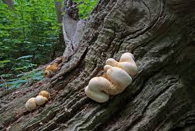 Attēlu rezultāti vaicājumam “Buglossoporus quercinus”