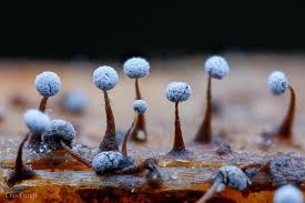 Attēlu rezultāti vaicājumam “Didymium crustaceum macro”