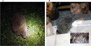 Attēlu rezultāti vaicājumam “Erinaceus sp.”