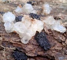 Attēlu rezultāti vaicājumam “Tremella ramalinae”