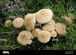 Attēlu rezultāti vaicājumam “Cystoderma amianthinum”