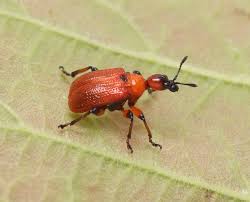 Attēlu rezultāti vaicājumam “Apoderus coryli”