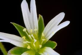 Attēlu rezultāti vaicājumam “Stellaria palustris leaf”