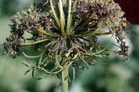 Attēlu rezultāti vaicājumam “Daucus carota subsp. carota leaf”