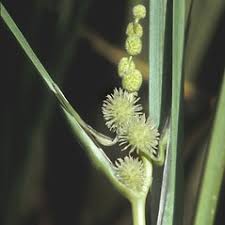 Attēlu rezultāti vaicājumam “Sparganiaceae”