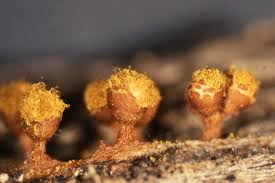 Attēlu rezultāti vaicājumam “Trichia botrytis”