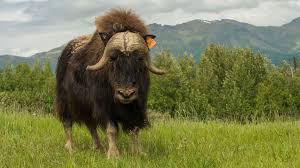 Image result for Mohakenox