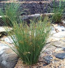 Attēlu rezultāti vaicājumam “Juncaceae”